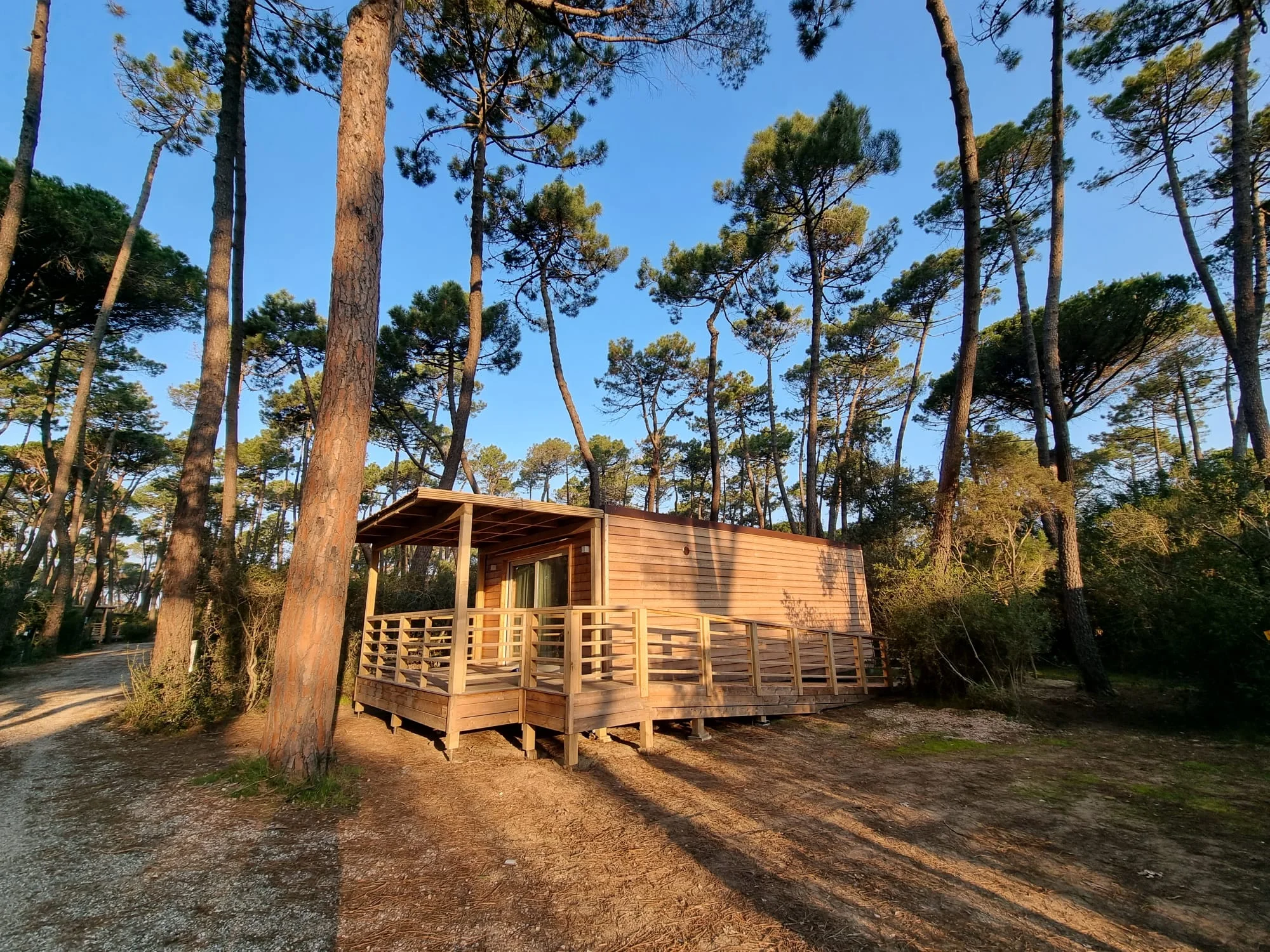 PuntAla holiday house among mature pine trees